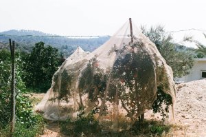 הזיות אצל שפויים בדעתם - 10 - אלישבע גברא