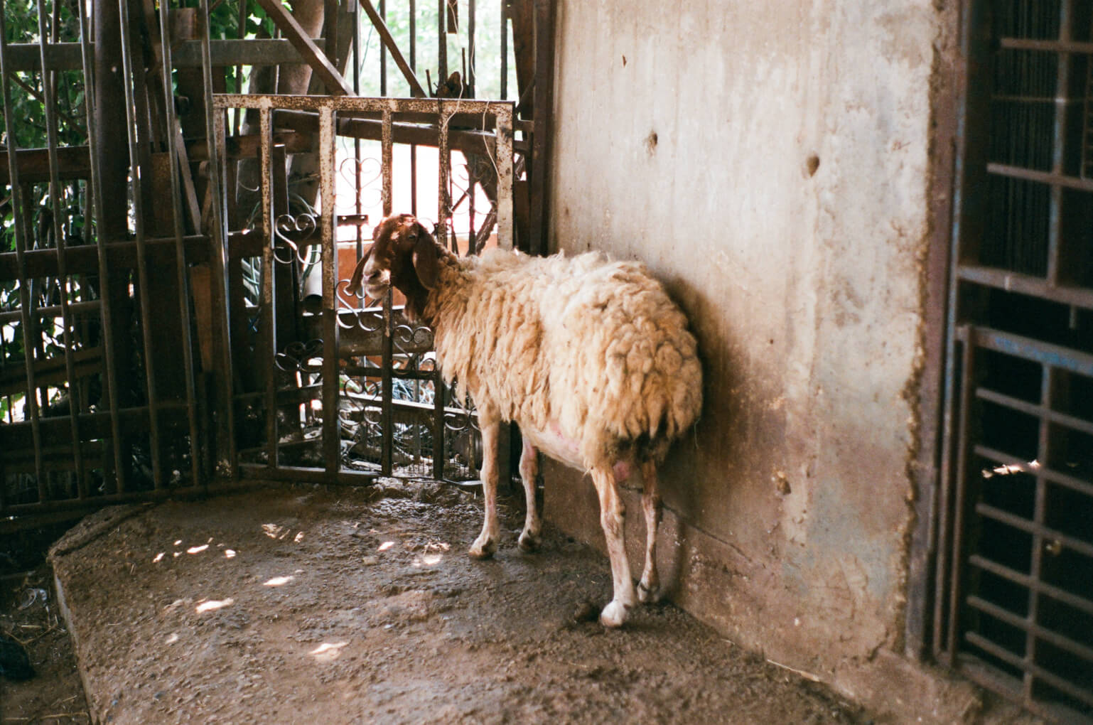 הזיות אצל שפויים בדעתם - 6 - אלישבע גברא