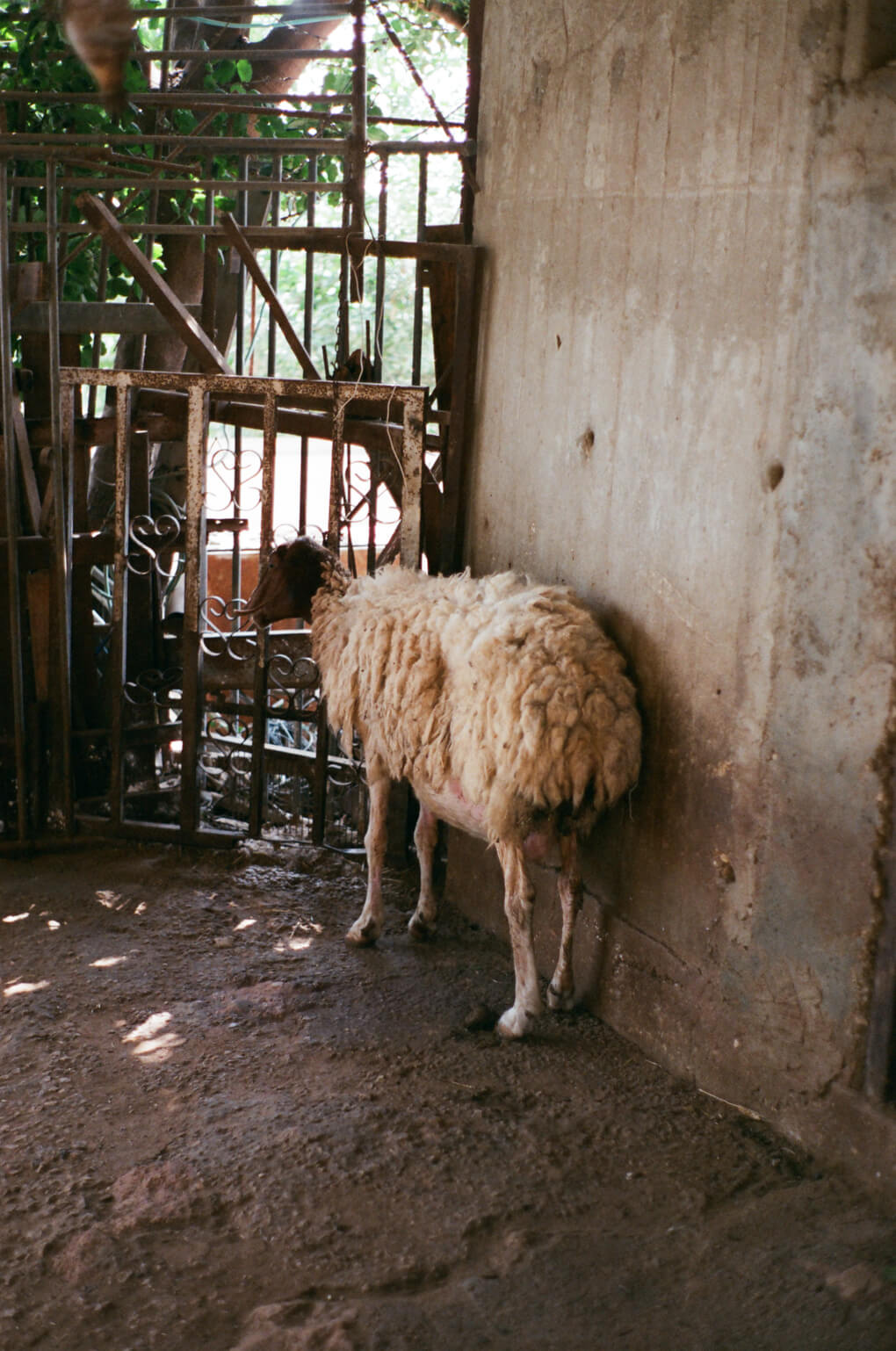הזיות אצל שפויים בדעתם - 9 - אלישבע גברא