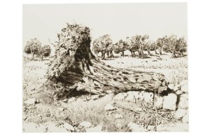 גזע עץ עתיק, 1982, תחריט יבש והדפס על נייר 27\35 ס"מ