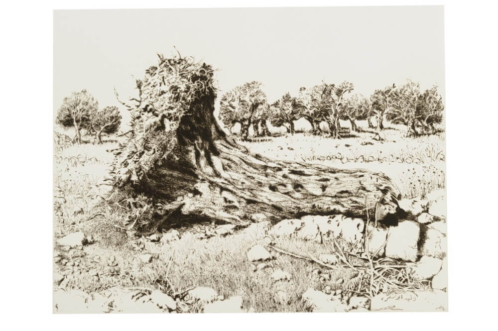 גזע עץ עתיק, 1982, תחריט יבש והדפס על נייר 27\35 ס"מ