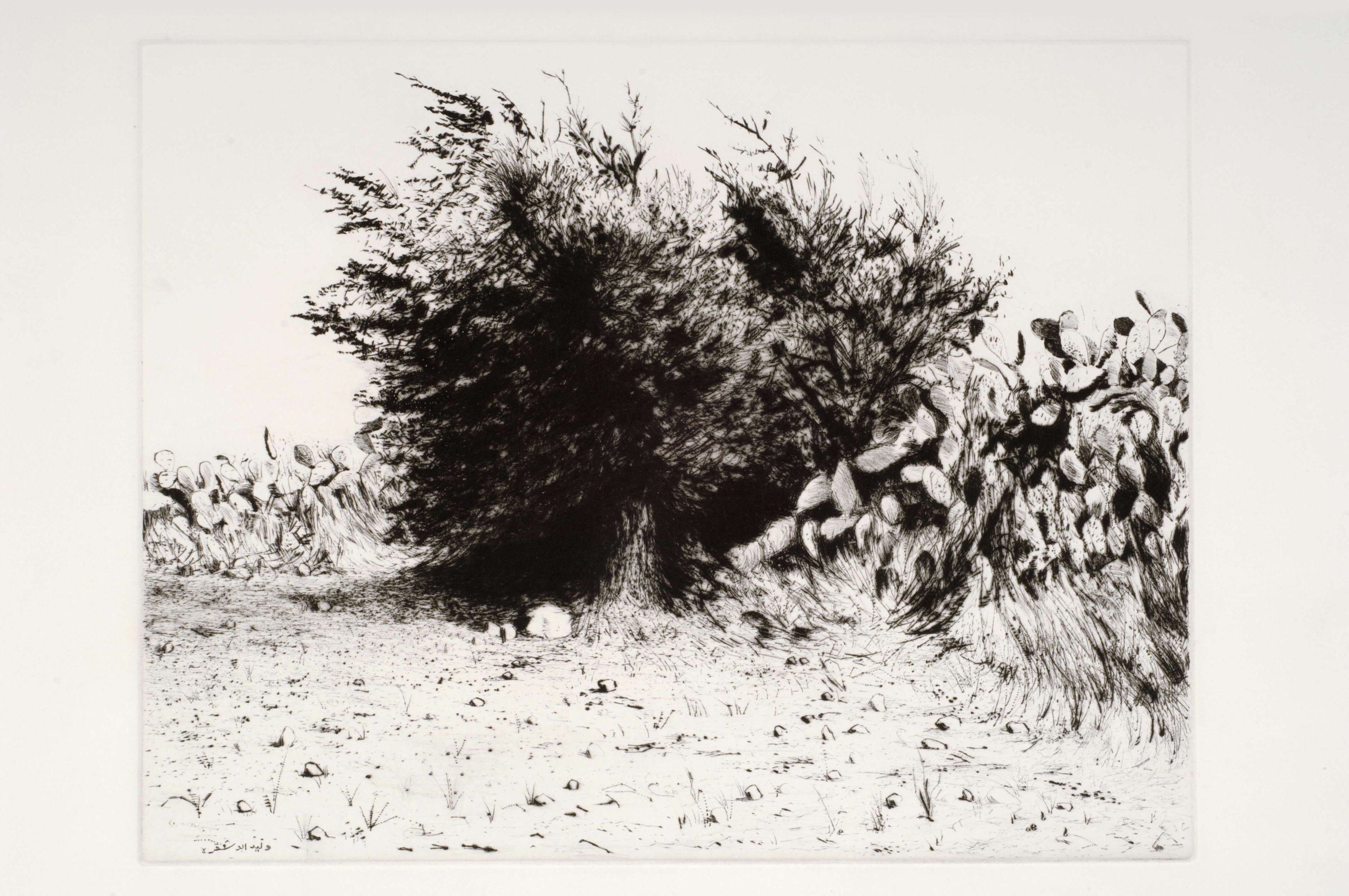 שיח צבר ועץ זית באל-באטן, 1982, תחריט יבש והדפס על נייר, 27.5\35 ס"מ