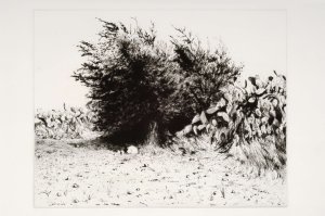 שיח צבר ועץ זית באל-באטן, 1982, תחריט יבש והדפס על נייר, 27.5\35 ס"מ